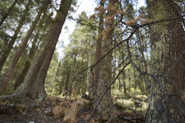 Pine forest in north America. Northern side of Mexico, state of Coahuila, county Arteaga. Bosques de Monterreal.