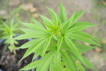 Organic marijuana or cannabis growth in the greenhouse close up. 