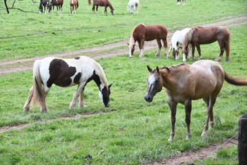 Fototapeta na wymiar Herd of Horses Grazing