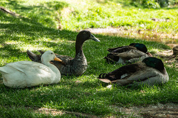 Ducks Resting in Shade