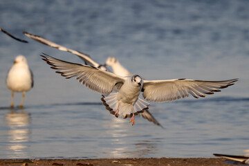 Bonaparte gulls landing and flying on sand spit habitat on bright summer day
