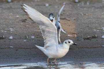 Bonaparte gulls landing and flying on sand spit habitat on bright summer day