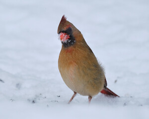Northern cardinal female sitting in blowing snow during a winter storm, full profile