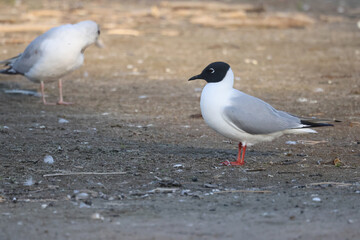Bonaparte gulls landing and flying on sand spit habitat on bright summer day