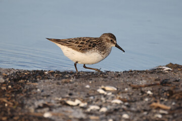 Obraz premium Least Sandpiper eating insect off surface of water, piping for food, walking and hunting for insect larvae and crustaceons 
