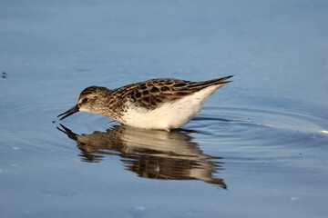 Least Sandpiper eating insect off surface of water, piping for food, walking and hunting for insect larvae and crustaceons
