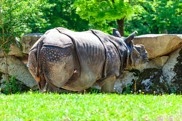 Indian Rhinoceros in the Zoo on the green grass . Rhinoceros Unicornis , Rhinocerotidae