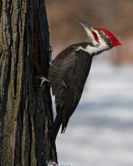 Male Pileated Woodpecker (Dryocopus pileatus), perched on a tree trunk with a piece of bark in its beak