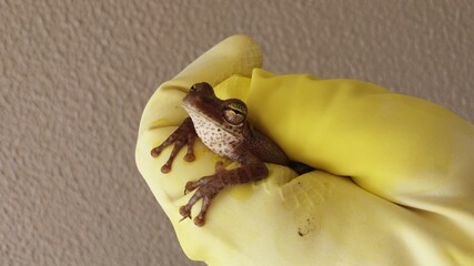 Obraz premium lizard on a leaf