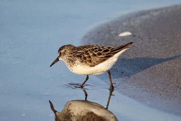 Least Sandpiper eating insect off surface of water, piping for food, walking and hunting for insect larvae and crustaceons
