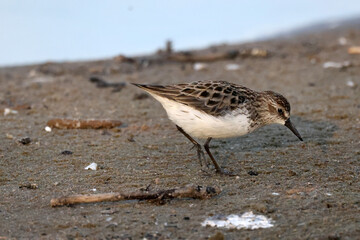 Least Sandpiper eating insect off surface of water, piping for food, walking and hunting for insect larvae and crustaceons
