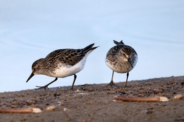 Least Sandpiper eating insect off surface of water, piping for food, walking and hunting for insect larvae and crustaceons
