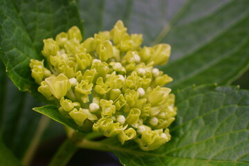 The hydrangea flowes just started blooming