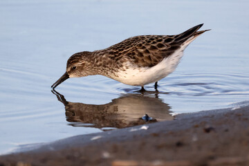 Least Sandpiper eating insect off surface of water, piping for food, walking and hunting for insect larvae and crustaceons
