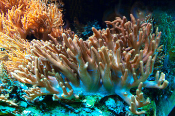 Naklejka na ściany i meble Underwater tropical plants . Colorful Coral reef Scenery