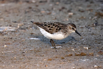 Least Sandpiper eating insect off surface of water, piping for food, walking and hunting for insect larvae and crustaceons
