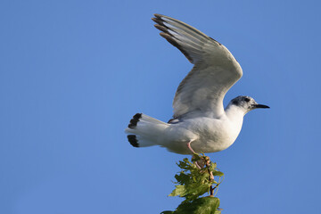 Bonaparte Gulls landing flapping flying and fishing over freshwater lake in summer