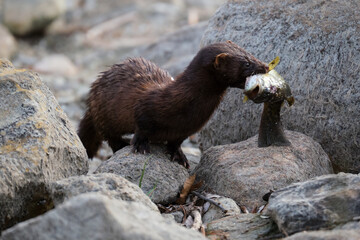 an American mink coming out of the Rideau Canal with a fish in its mouth
