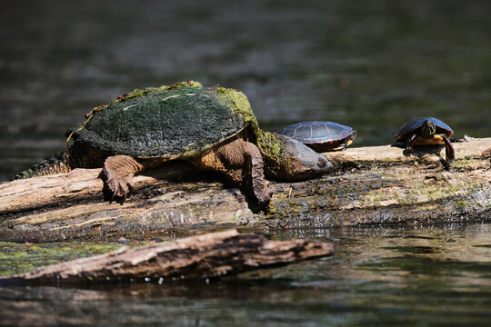 a large snapping turtle on a log in a pond being visited by 2 painted turtles