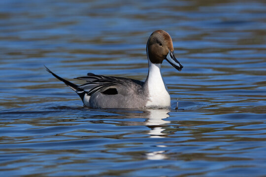 a Northern Pintail, Anas acuta, wading on a river,