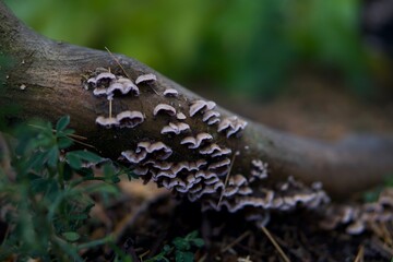 Fungi in the wood 