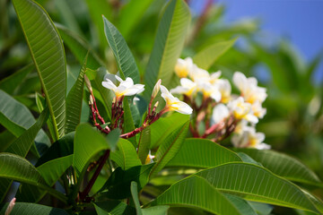 Plumeria flowers in the garden