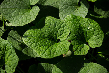 close up of green leaf