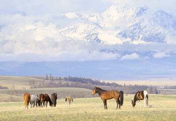 Horses in the Altai Mountains. Pets graze on a spring meadow in the Kurai steppe against the backdrop of snowy mountains. Siberia, Russia