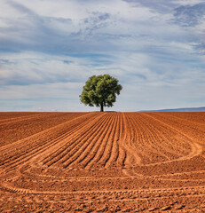 Single tree at the end of a field of freshly-ploughed furrows in red soil - in certain areas of...