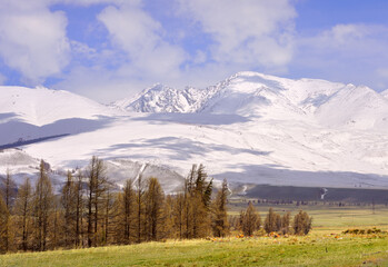 Obraz premium Cloud landscape in the Kurai steppe. Fir trees and dry grass on the slopes, snow-capped peaks of the mountains of the Northern Chui range under a cloudy blue sky. Gorny Altai, Siberia, Russia