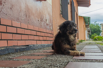 dog in the street