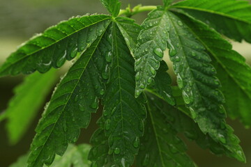 Raindrops on a marijuana cannabis outdoor plant. Fresh green leaves with water droplets during a light rain or irrigation watering.