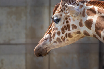 キリンの顔のクローズアップ