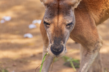 緑の草をむしゃむしゃ食べるカンガルー