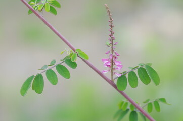 コマツナギの花