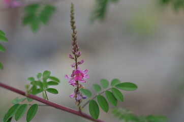 コマツナギの花