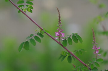 コマツナギの花