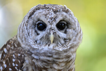 Barred owl-Close up looking at camera