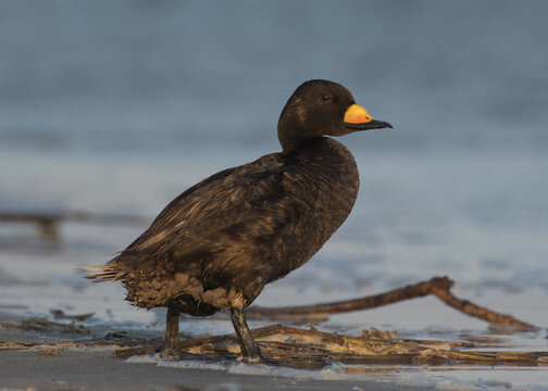 Black Scoter side profile on beach with molting tail feathers Charleston SC