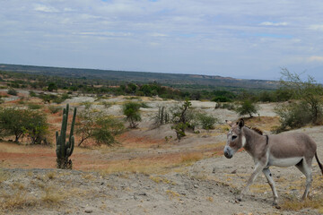 Tatacoa desert landscape, Huila, Colombia