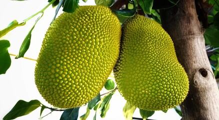 Jackfruit