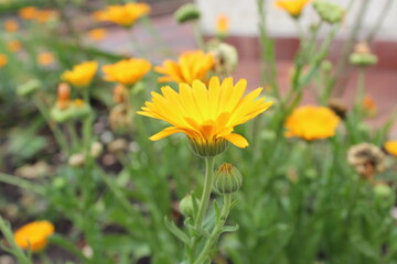 yellow flowers in the garden
