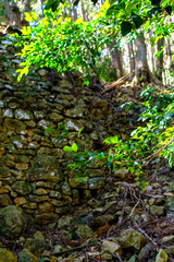 Fototapeta premium 新緑と石垣