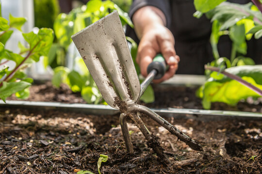 a person slacks the garden mould in a vegetable patch
