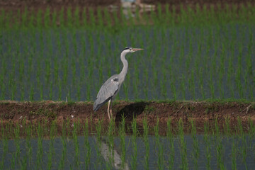 田んぼとアオサギ