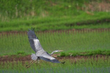 田んぼから飛び立つアオサギ