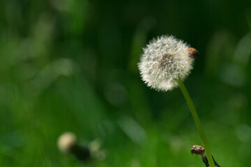 タンポポの綿毛