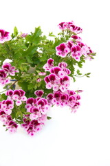 Pelargonium crispum "Angel eyes", Geranium Angel's Perfume  with Pink - white flowers