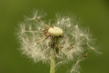 close up of a dandelion blowball with it´s seed blowing away