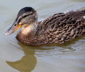 A duck swimming in the water.
